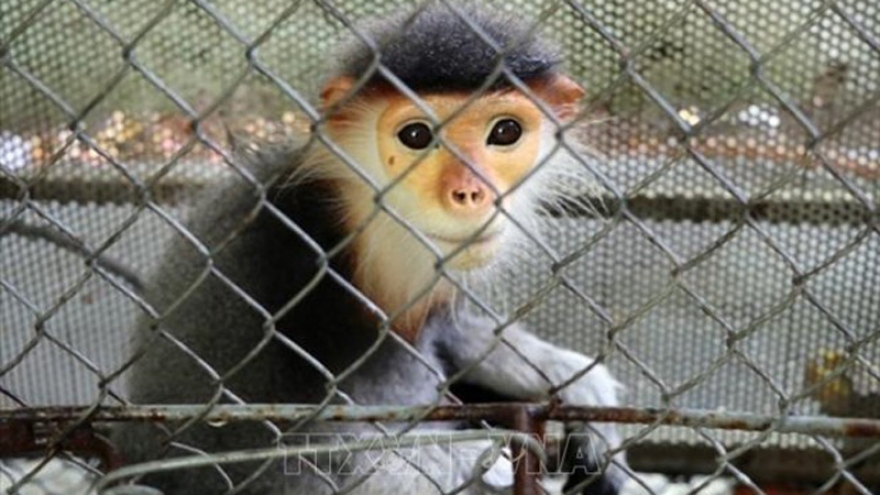 Red-shanked douc released to the wild